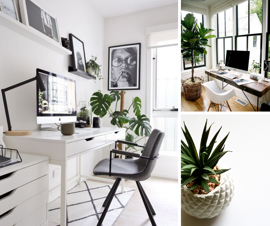 5 Best Desk Plants for your office space